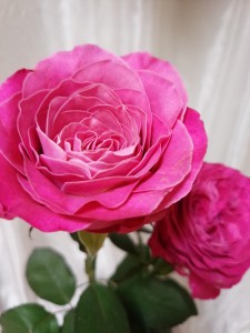 2014_07_31_pink_rose