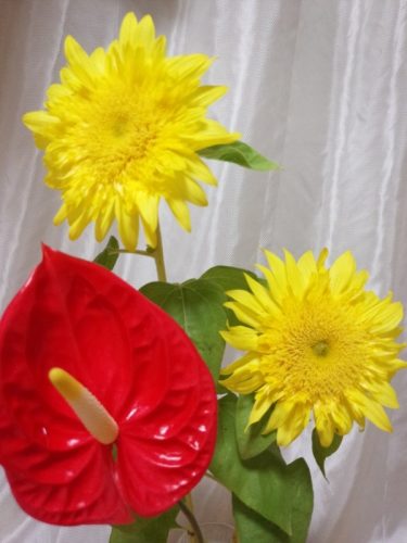 2014_08_30_anthurium